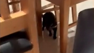 Cum arată un diavol tasmanian, de fapt. O gospodină a găsit unul sub pat. Inițial, crezuse că este un cățel de jucărie