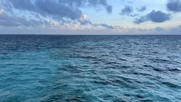 Animalul de pe Terra care își ține respirația timp de 137 de minute. I-a uluit total pe cercetători