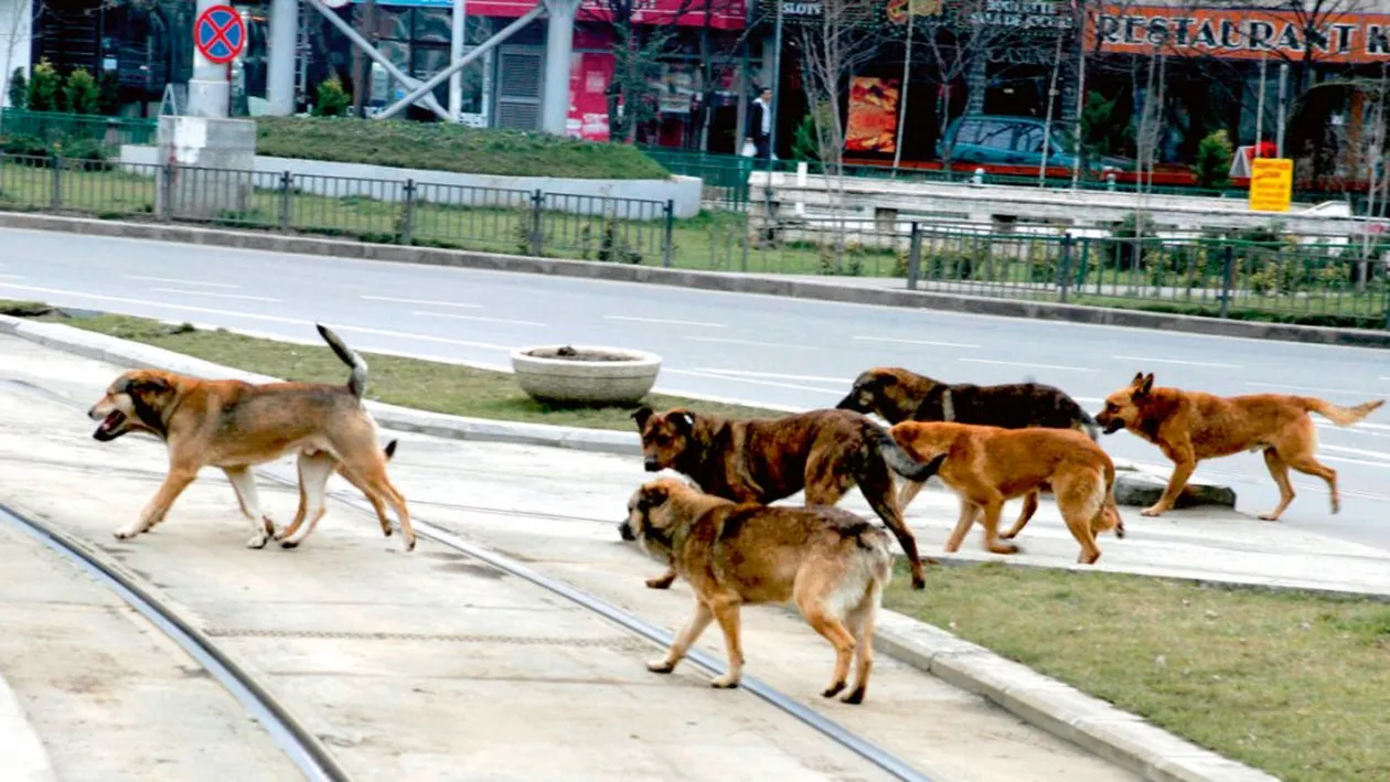 Oameni fără suflet. Cum profită unii români de câinii maidanezi, în plină pandemie de COVID-19. Îi adoptă de la adăpost și...