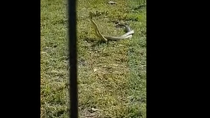 Şerpi de peste un metru lungime, într-un loc de joacă din Dolj!