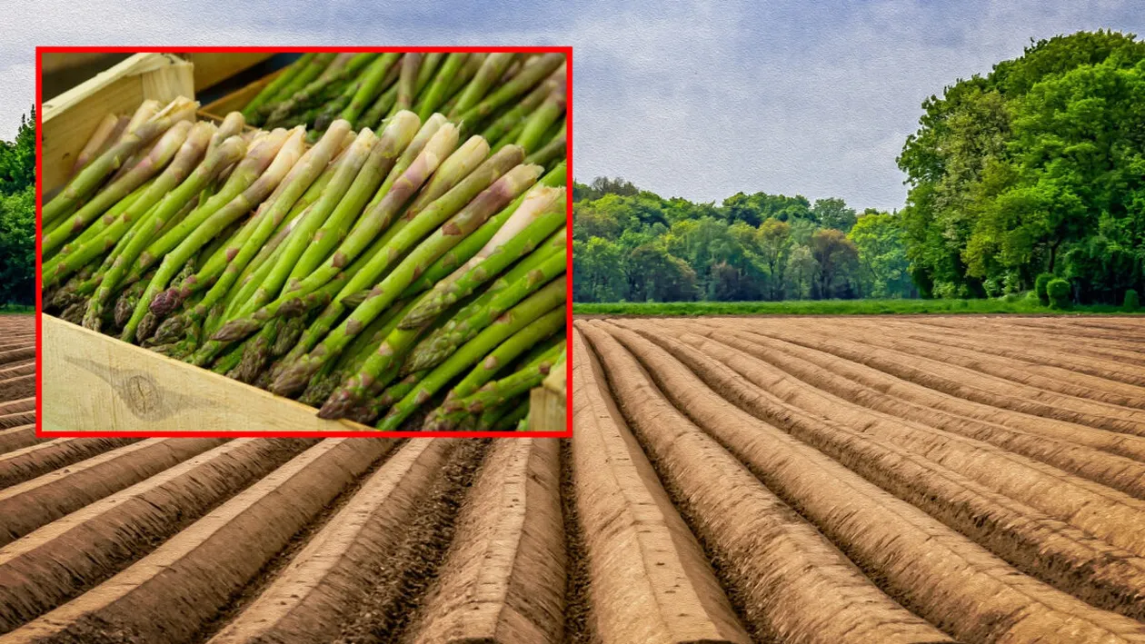 „Pățania” trăită de un român care a mers la cules de sparanghel în Germania. A ajuns direct la spital