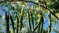 Sigur nu stiai asta! In Romania, creste planta care poate inlocui...carnea!