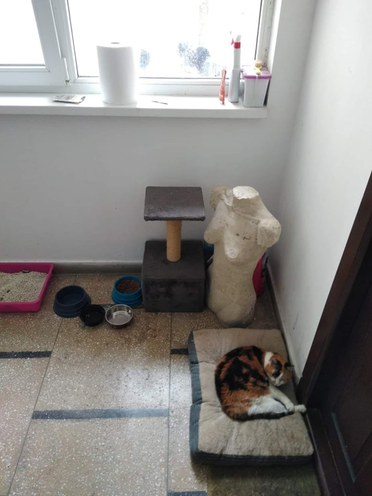 „Frumușica” și-a făcut „casă” din scara de bloc. Povestea virală a pisicii care și-a acceptat singurătatea, la 20 de ani
