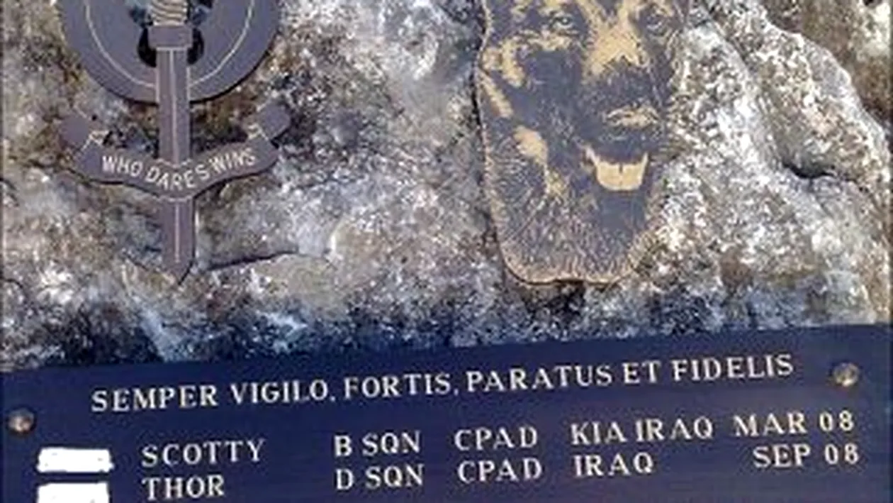 Britanicii venereaza doi caini care au murit in Irak