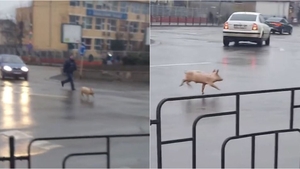 Imaginile virale ale zilei | Un porc aleargă într-un sens giratoriu din Bacău: „În loc să fie tăiat, taie el calea”