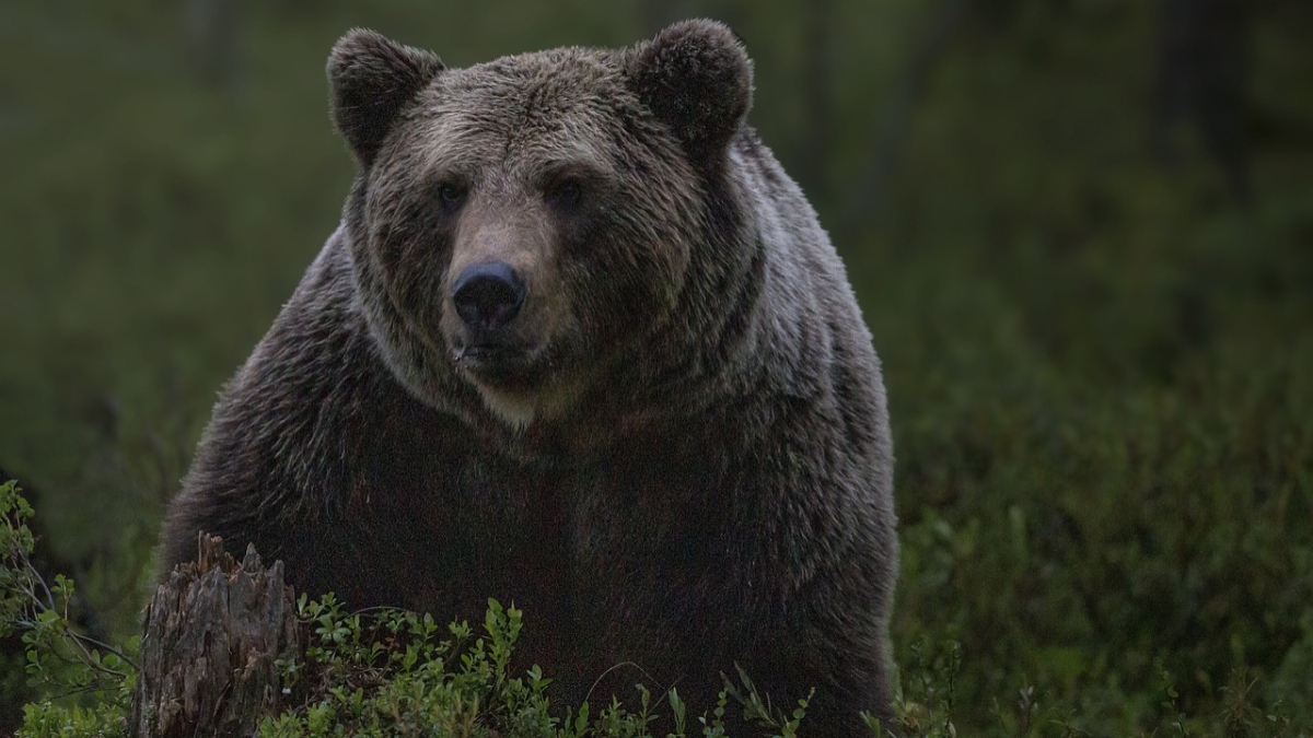 ALERTĂ: un urs dă târcoale lângă Ploieşti. Sfatul urgent al autorităților: „Păstraţi distanţa şi nu încercaţi să vă fotografiaţi”