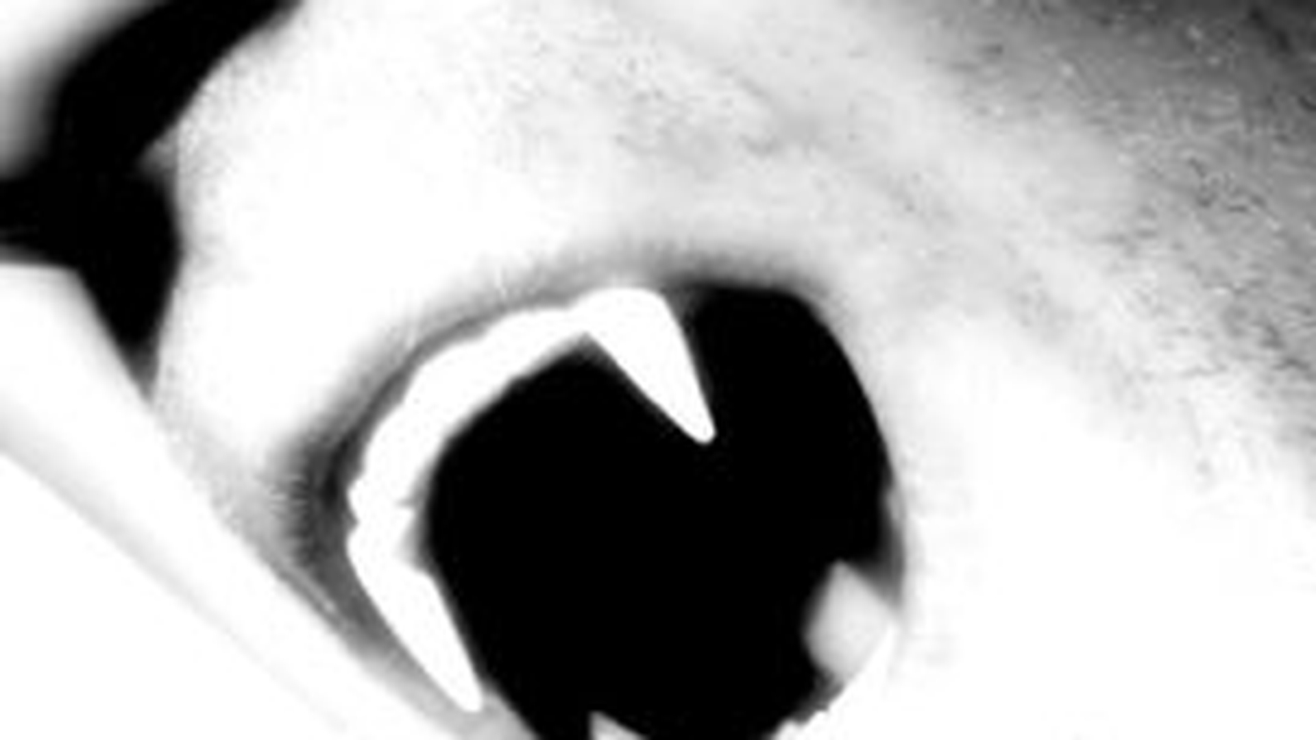 De mai bine de zece ani politia cauta un barbat schizofrenic care bea sangele cadavrelor
