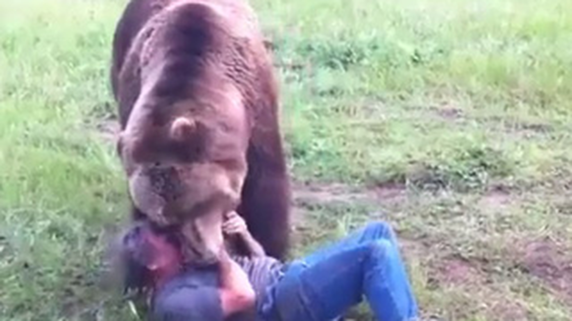 VIDEO Nu credeai ca asa ceva e posibil! Grizzly-ul asta cat un elefant iti transforma "stapanul" in prada - Uite cum il tavaleste si il loveste cu labele