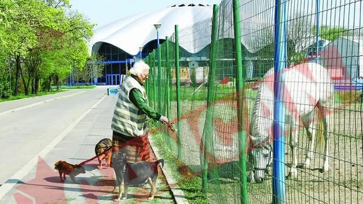 Menajeria circului se pregateste de stramutare