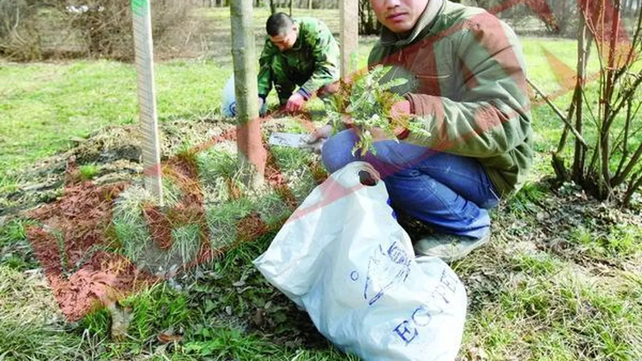 Lihniti, chinezii mananca buruieni din parc