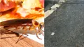 Orașul mare din Europa, vizitat de foarte mulți români, care se confruntă cu o invazie de gândaci. Insectele au ajuns și în terase sau pe pereții caselor