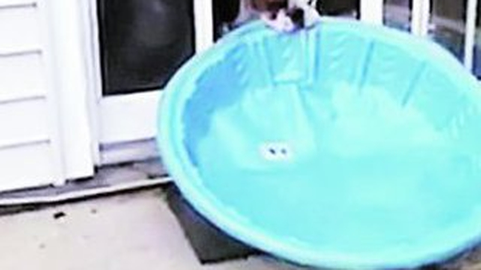 Un bulldog si-a mutat piscina in casa