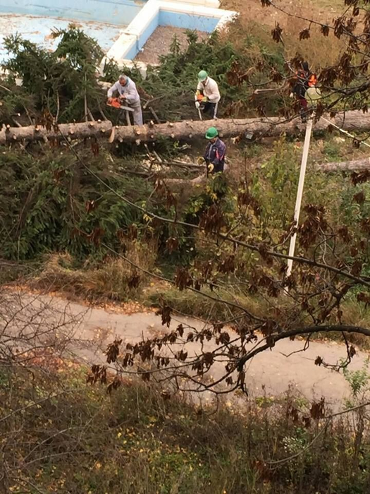 În noiembrie 2015 au început să fie tăiaţi copacii (Foto: romaniacurata.ro)