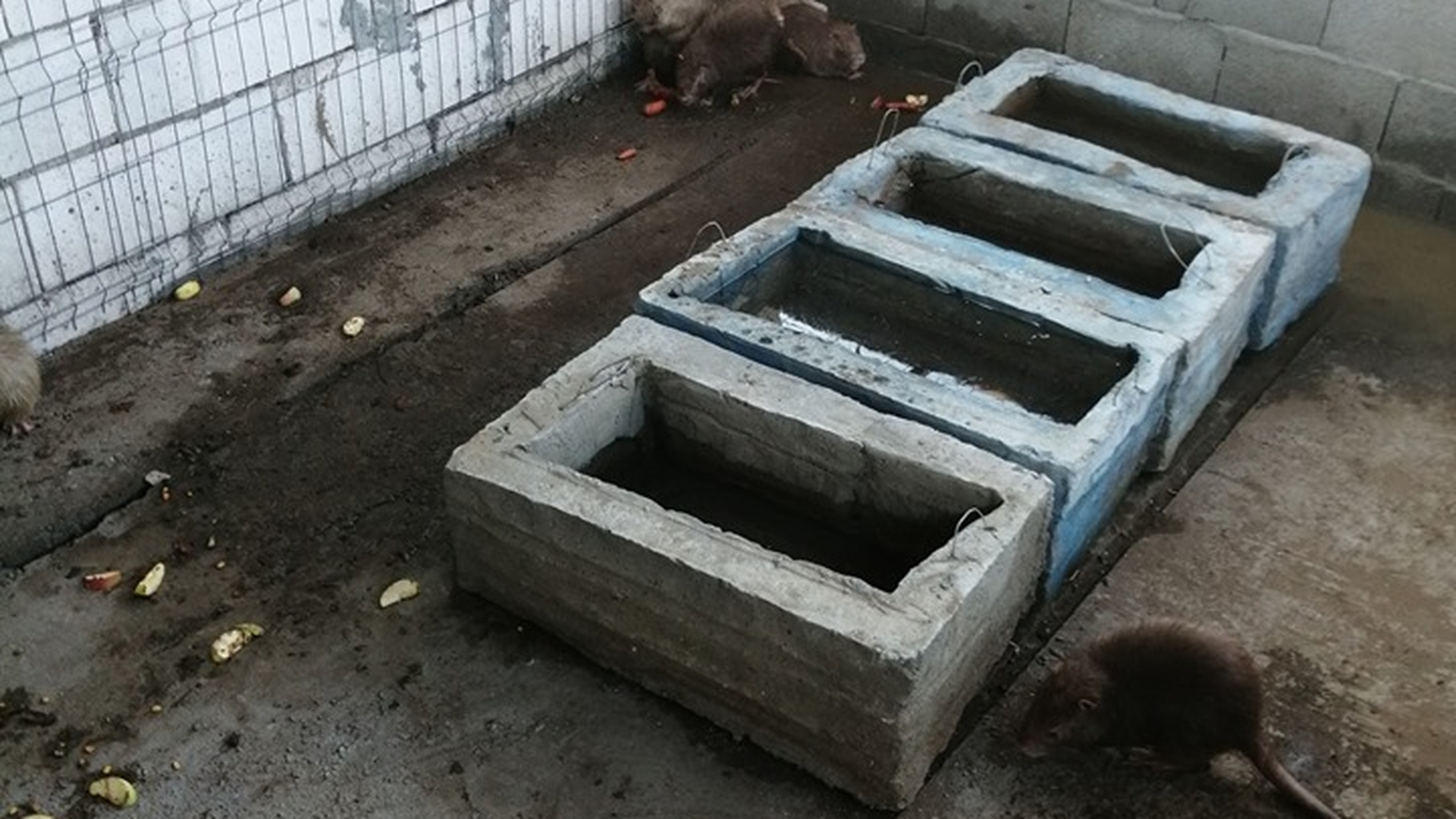 Proprietara adăpostului de la Desa a făcut ţarc special pentru nutriile criminalului din Caracal