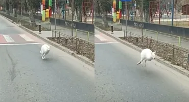 Al cui este puiul de cangur care a fugit îngrozit pe străzile din București. Nu te va mira deloc numele stăpânului