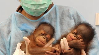 Doi urangutani de Borneo gemeni, staruri la zoo