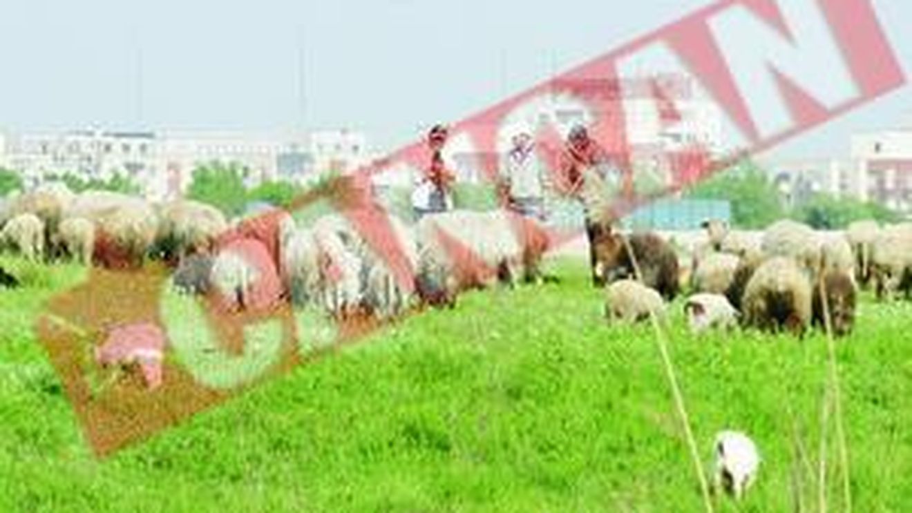 Miei sacrificati ilegal pe camp