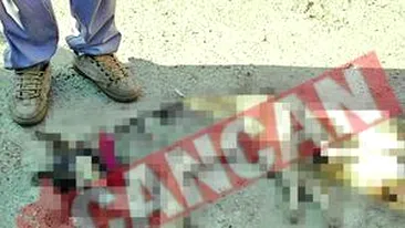 Caini sugrumati cu sarma si zdrobiti cu bate