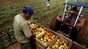 Veste buna din agrigultura! Primii bani pentru fermieri, 50% din subventii, intra in conturi pana pe 16 octombrie