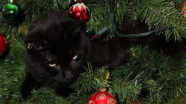 Pisicile adoră Crăciunul! Cele mai haioase poze cu motanei, in singura zi din an cand nimeni nu ii cearta daca se urca in pom!