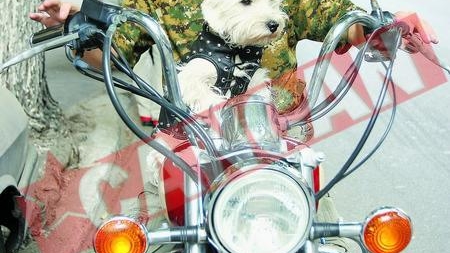 Emma, catelusa pasionata de motoare