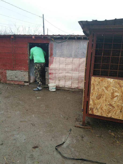 Sătenii din Rusănești speră ca porcii-santinelă să rămână sănătoși