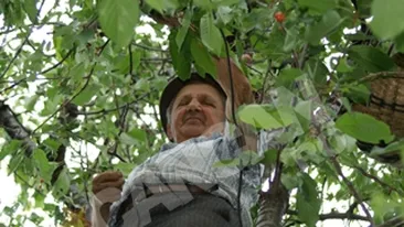 Un gorjean octogenar se urca in copaci dupa cirese