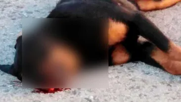 Câine, ucis cu o cruzime greu de imaginat! I-a murit în brațe când încerca să-l ducă la veterinar VIDEO