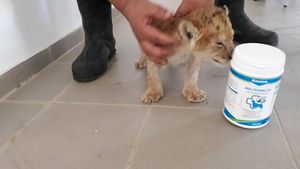 VIDEO. Cât de mult a crescut puiul de leu de la Zoo Craiova, pe care l-a respins mama lui. A rupt cutia de carton în care dormea şi...