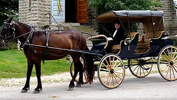 Asta e cea mai tare scuza! Un carutas a trecut pe rosu si a dat vina pe cal! Vezi ce le-a spus politistilor
