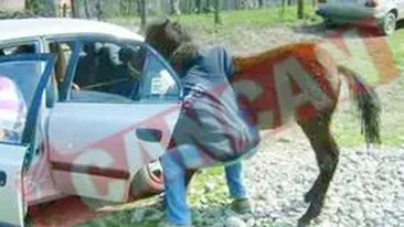 Au indesat un cal pe bancheta din spate