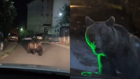 Imagini șocante! Un urs uriaș a fost filmat pe o stradă din Predeal