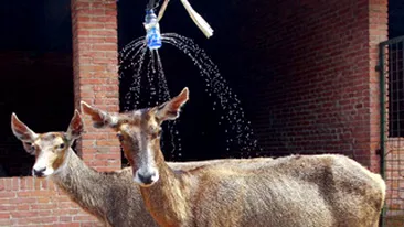 VEZI AICI cum se racoresc caprioarele