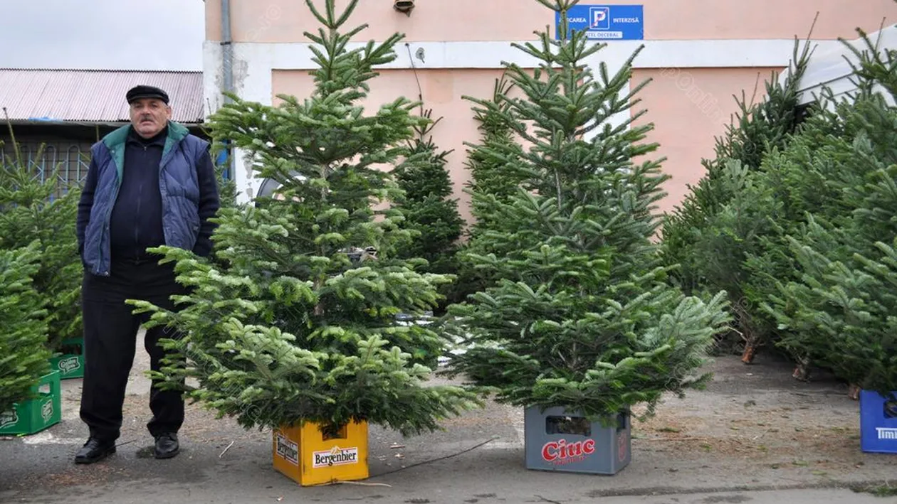 Cât costă un brad de Crăciun de la Dedeman și Brico Depot, în 2022. Au apărut primele oferte