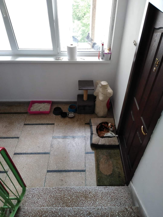 „Frumușica” și-a făcut „casă” din scara de bloc. Povestea virală a pisicii care și-a acceptat singurătatea, la 20 de ani