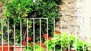 Cand e vremea sa scoti plantele afara la aer