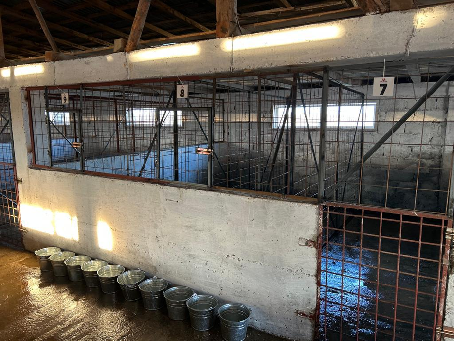 Ce au descoperit polițiștii la descinderea în adăpostul din Suraia, județul Vrancea. Iubitorii de animale fac acuzații grave la adresa medicului veterinar