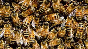 Un tânăr a ajuns de urgență la spital, după ce a fost înțepat de peste 20.000 de albine. Cum a fost posibil așa ceva