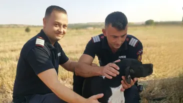 Kyra a scăpat ca prin minune, după ce a căzut într-o fântână de 12 metri adâncime. Povestea incredibilă a cățelușei din Giurgiu