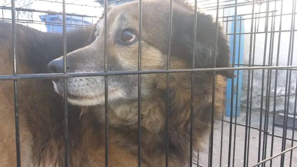 Câinele din București care şi-a mușcat stăpânul din cauza petardelor ajunge la un adăpost din Dolj