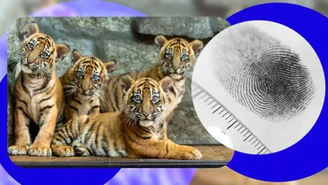 Tigrul nu are doar dungi, are o „amprentă”: secretul fascinant din spatele fiecărui exemplar