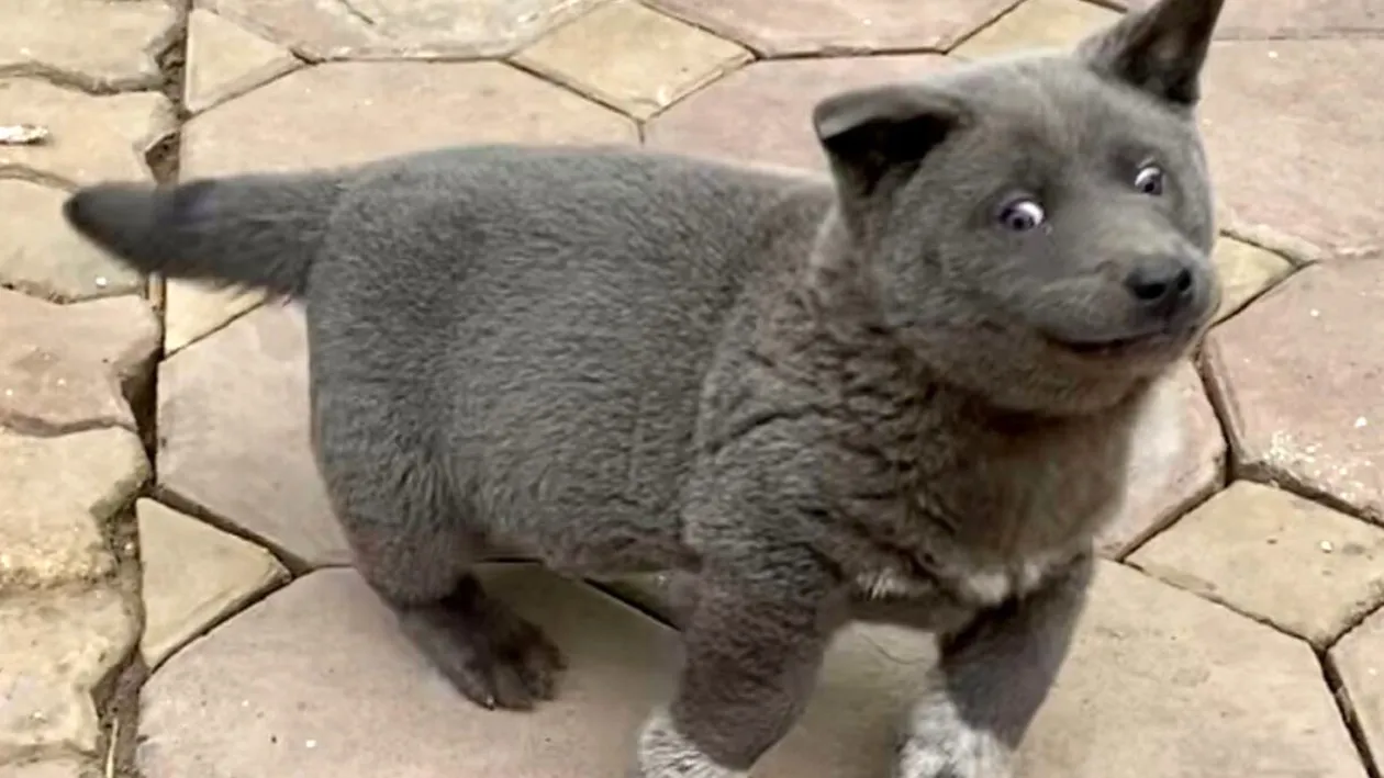 Tu îți dai seama ce este animalul din imagine, de fapt: pisică sau câine?! Imaginile au împărțit internetul în două!