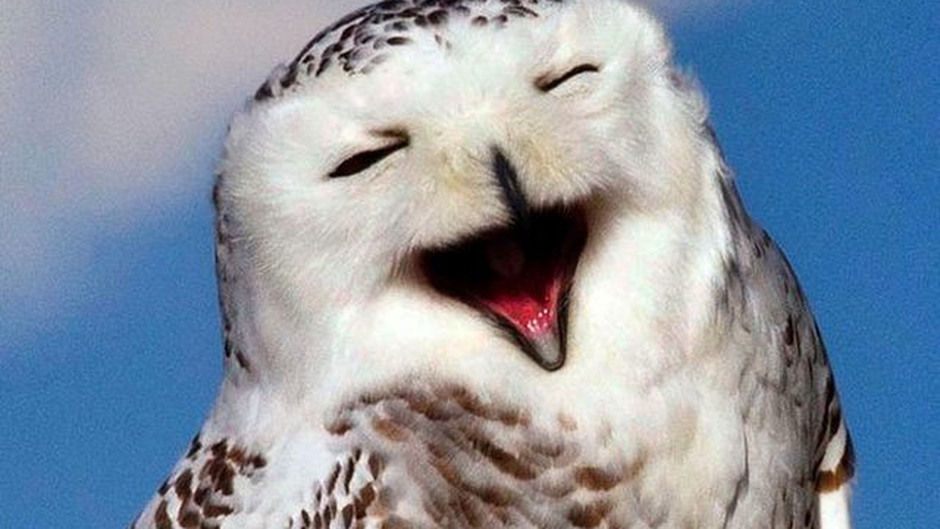 Zâmbetul unui animal îţi poate schimba ziua. Înveseleşte-te cu topul celor mai drăguţe fotografii cu animale zâmbitoare! 