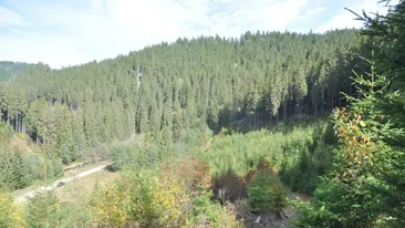 O pădure din județul Vrancea, scoasă la vânzare pe un site de comerț electronic din China