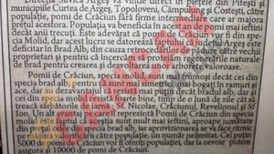 Bradul-molid castigator in batalia contra bradului alb