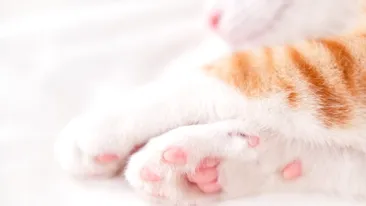 De ce au pisicile pernuțe pe lăbuțe, de fapt. Le-au apărut în urmă cu 50 de milioane de ani