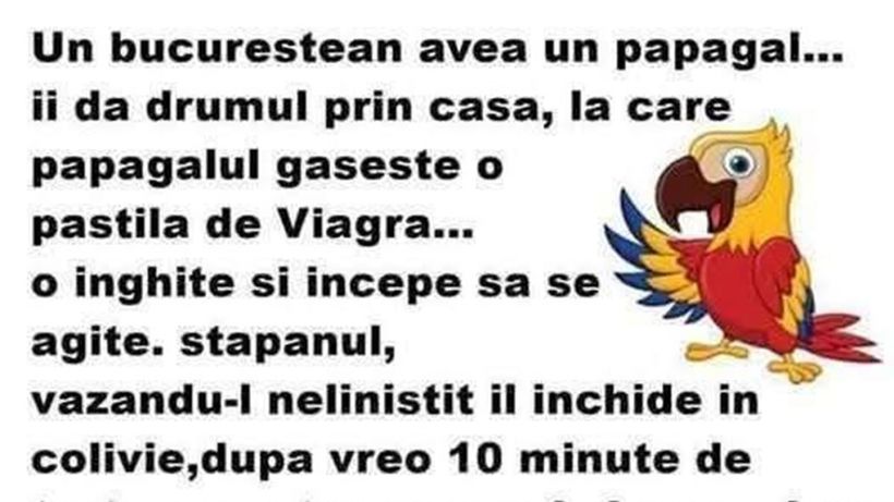 BANCUL ZILEI | Un bucureștean avea un papagal