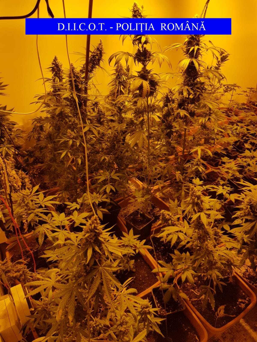 Bărbatul cultiva cannabis de doi ani
