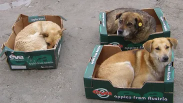 Răsturnare de situaţie în cazul eutanasierii câinilor maidanezi! Anunţul a fost făcut în urmă cu câteva momente