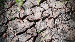 Secetă extremă în Dobrogea. Ce spun fermierii